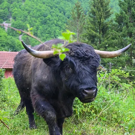 Kiki Lejlighed Jajce