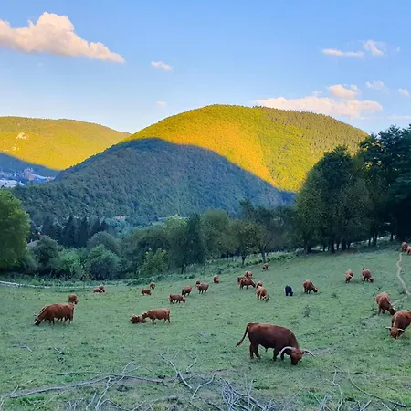 Kiki * Jajce