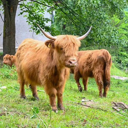 Lejlighed Kiki Jajce