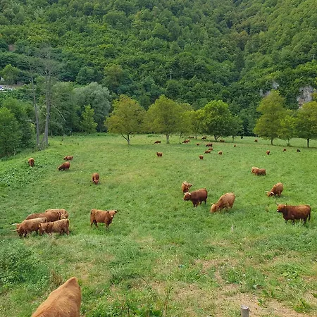 Kiki * Jajce