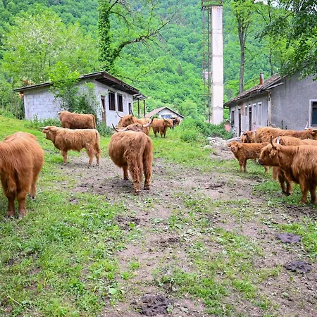 Kiki Lejlighed Jajce
